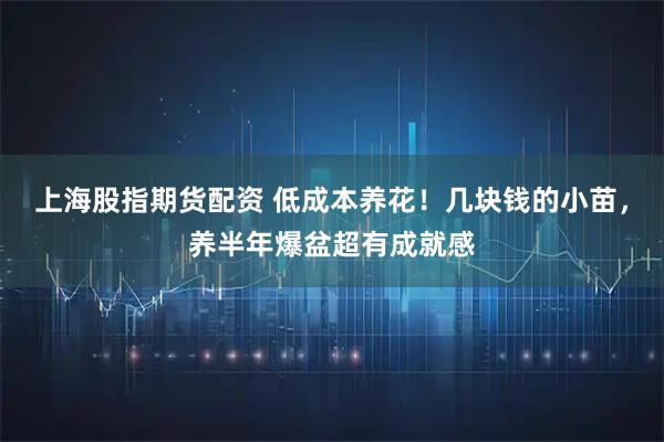 上海股指期货配资 低成本养花！几块钱的小苗，养半年爆盆超有成就感